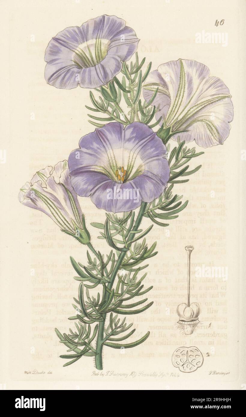 Chilean bell flower, Nolana coelestis. Raised from botanist Thomas Bridges' seeds by Mr. Best, gardener to A. Park of Merton Grove, Surrey. Sky-blue alona, Alona coelestis. Handcoloured copperplate engraving by George Barclay after a botanical illustration by Sarah Drake from Edwards’ Botanical Register, continued by John Lindley, published by James Ridgway, London, 1844. Stock Photo