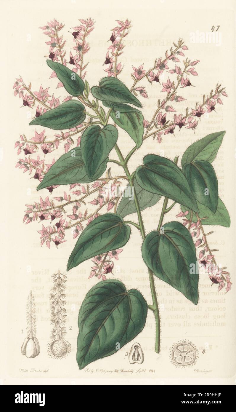 Helena velvet bush, Lasiopetalum bracteatum. Rare plant native to the Swan River, Western Australia, raised at Mr Groom's Clapham nursery. Rosy-armed corethrostylis, Corethrostylis bracteata. Handcoloured copperplate engraving by George Barclay after a botanical illustration by Sarah Drake from Edwards’ Botanical Register, continued by John Lindley, published by James Ridgway, London, 1844. Stock Photo