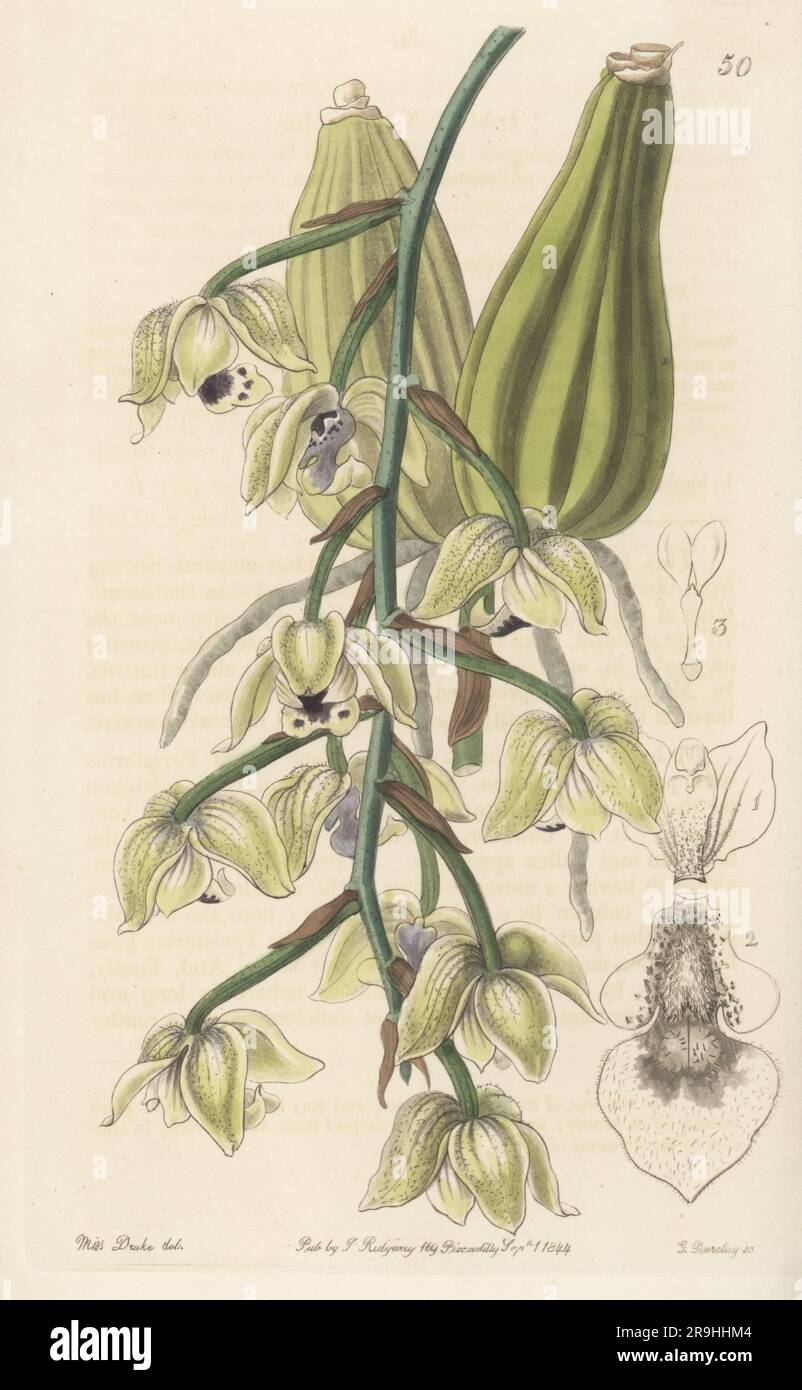 Two-coloured lacaena orchid, Lacaena bicolor. Native to Mexico, Central America, and Southern America. Found in the Salama mountains of Guatemala by plant hunter Karl Theodor Hartweg, sent to the garden of the Horticultural Society. Handcoloured copperplate engraving by George Barclay after a botanical illustration by Sarah Drake from Edwards’ Botanical Register, continued by John Lindley, published by James Ridgway, London, 1844. Stock Photo