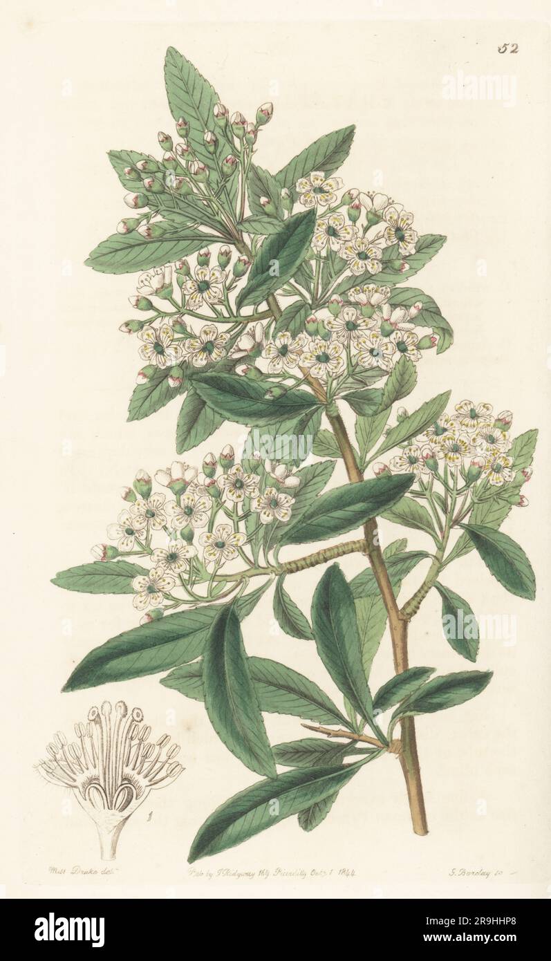 Nepalese firethorn, Nepal firethorn or Himalayan firethorn, Pyracantha crenulata. Sent from Nepal to Scottish botanist Dr William Roxburgh who grew it in the Calcutta Botanical Gardens. Indian pyracantha, Crataegus crenulata. Handcoloured copperplate engraving by George Barclay after a botanical illustration by Sarah Drake from Edwards’ Botanical Register, continued by John Lindley, published by James Ridgway, London, 1844. Stock Photo