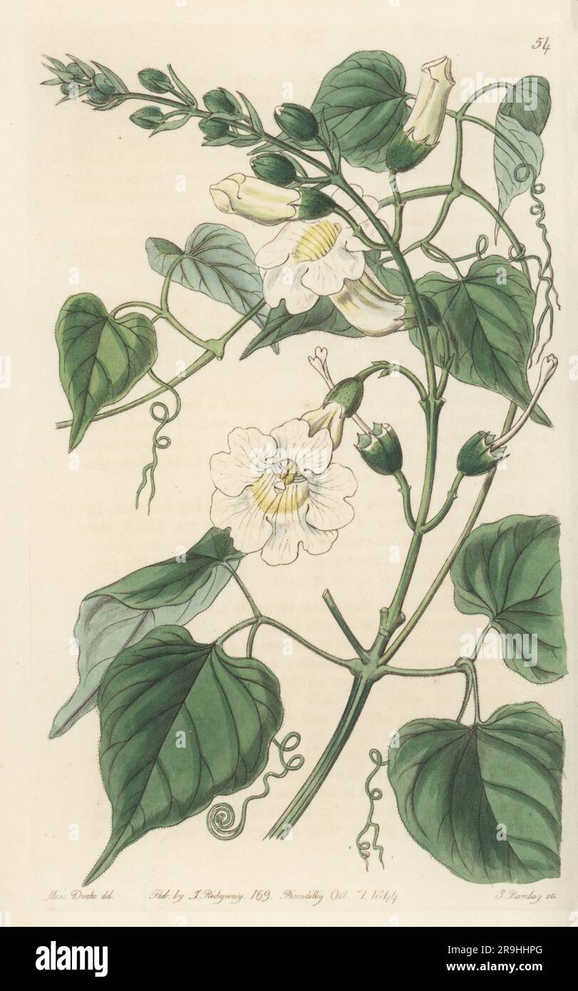 Amphilophium carolinae, native to South America. Flowered in the gardens of the Earl of Ilchester at Melbury House in 1842. Named for the third earl Henry Fox-Strangways's daughter Caroline. Lady Caroline's bignonia, Bignonia carolinae. Handcoloured copperplate engraving by George Barclay after a botanical illustration by Sarah Drake from Edwards’ Botanical Register, continued by John Lindley, published by James Ridgway, London, 1844. Stock Photo