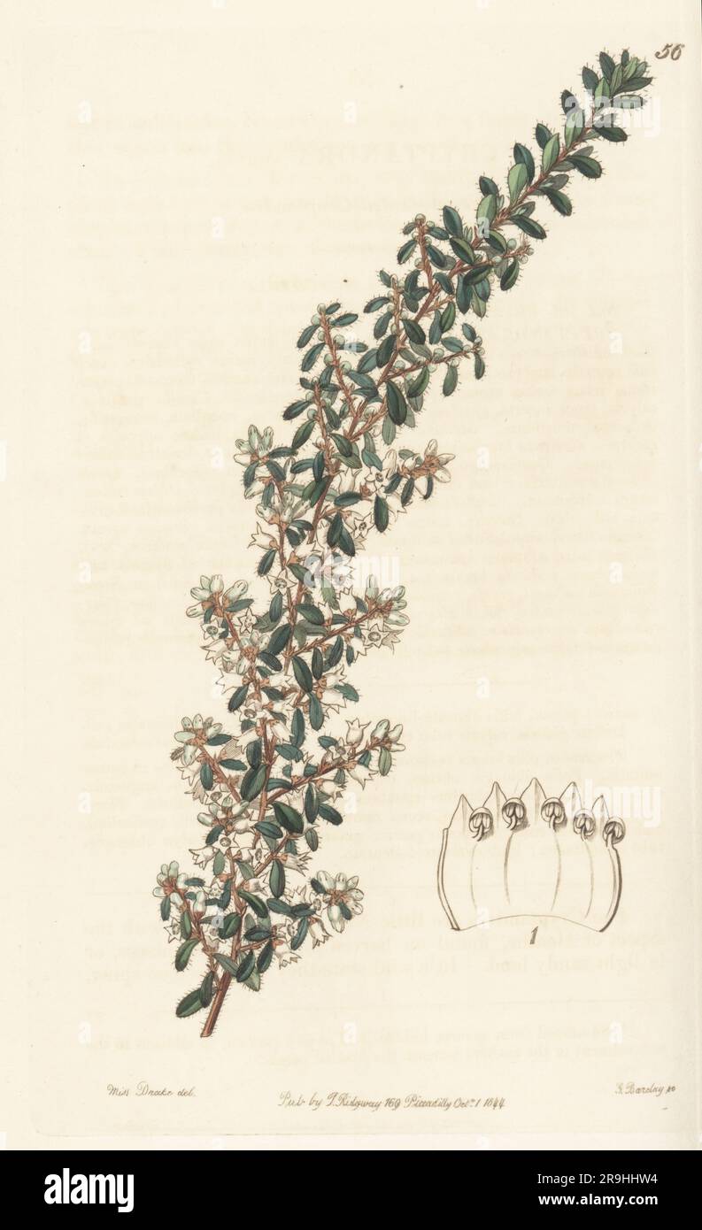 Waxy cryptandra, Cryptandra arbutiflora. Sent from Swan River, Western Australia, by Scottish botanist Thomas Drummond. Raised by Mrs Wray of Oakfield. Sweet-scented cryptandra, Cryptandra suavis. Handcoloured copperplate engraving by George Barclay after a botanical illustration by Sarah Drake from Edwards’ Botanical Register, continued by John Lindley, published by James Ridgway, London, 1844. Stock Photo