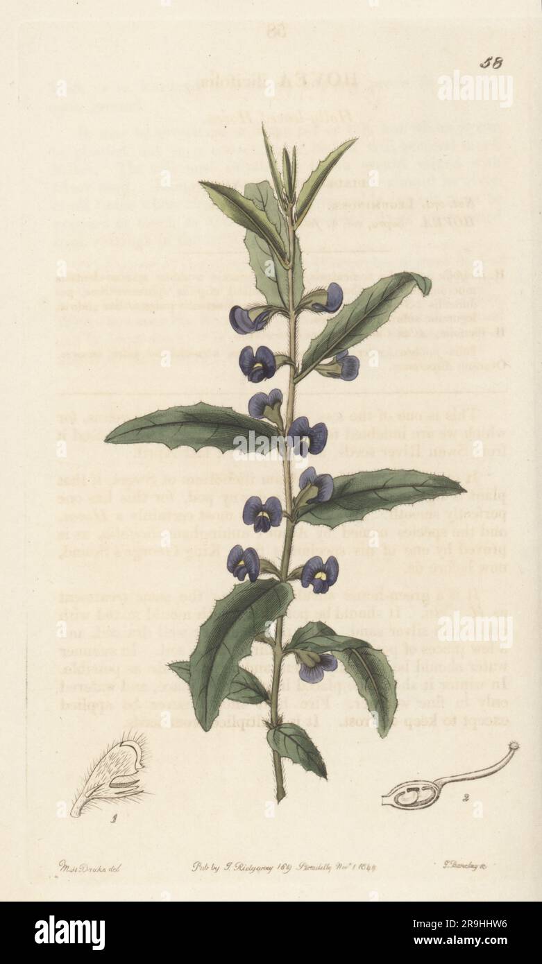 Holly-leaved hovea, Hovea chorizemifolia (Hovea ilicifolia). Native to Western Australia, seeds sent from Swan River by Allan Cunningham, plant raised by Robert Mangles. Handcoloured copperplate engraving by George Barclay after a botanical illustration by Sarah Drake from Edwards’ Botanical Register, continued by John Lindley, published by James Ridgway, London, 1844. Stock Photo