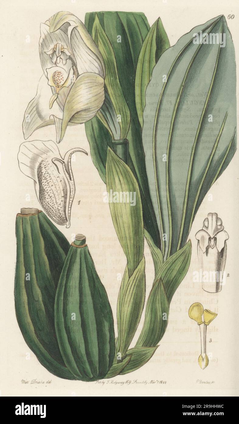 Swaddled babies orchid, carpales or one-flowered anguloa, Anguloa uniflora. Sent by Linden from Colombia, raised and flowered by Mr Barker of Birmingham. Found in Muna, Chincao and Tarma in Peru. Handcoloured copperplate engraving by George Barclay after a botanical illustration by Sarah Drake from Edwards’ Botanical Register, continued by John Lindley, published by James Ridgway, London, 1844. Stock Photo