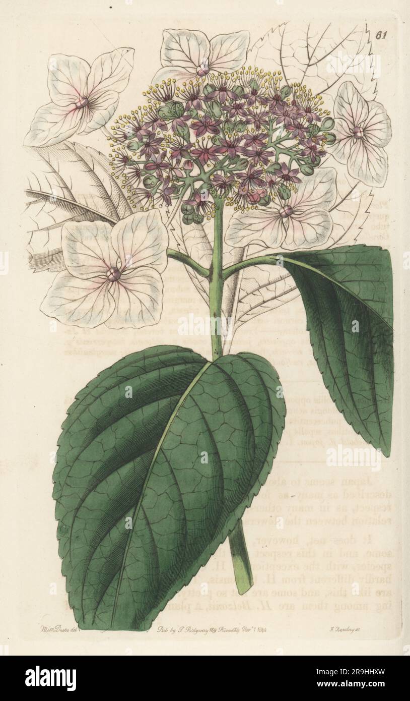 Mountain hydrangea, yama ajisai, or tea of heaven, Hydrangea serrata. Found in Japan and Korea, imported from Japan by nurseryman Hugh Low of Clapton. Japan hydrangea, Hydrangea japonica. Handcoloured copperplate engraving by George Barclay after a botanical illustration by Sarah Drake from Edwards’ Botanical Register, continued by John Lindley, published by James Ridgway, London, 1844. Stock Photo