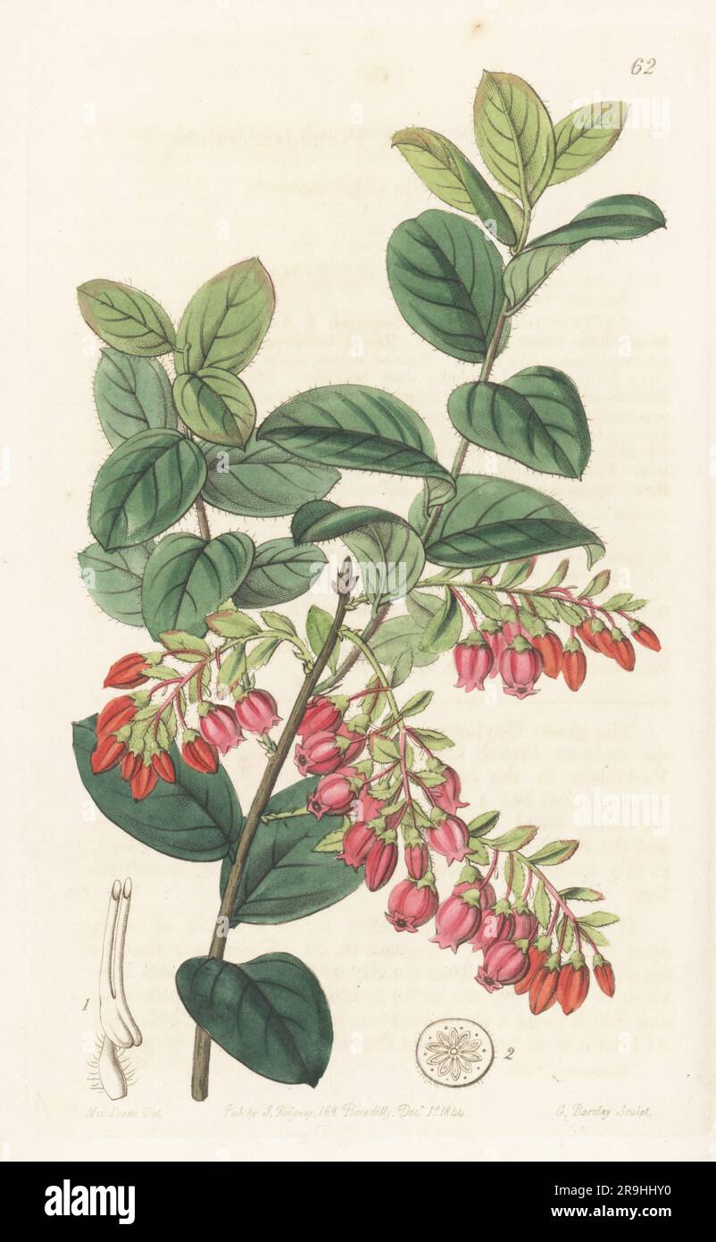Brazilian huckleberry or dangleberry, Gaylussacia brasiliensis. Native of Brazil, found by Auguste de St. Hilaire from Caravellos to St Catharine island. Named for French chemist Guy Lussac. Bilberry-like gaylussacwort, Gaylussacia pseudovaccinium. Handcoloured copperplate engraving by George Barclay after a botanical illustration by Sarah Drake from Edwards’ Botanical Register, continued by John Lindley, published by James Ridgway, London, 1844. Stock Photo