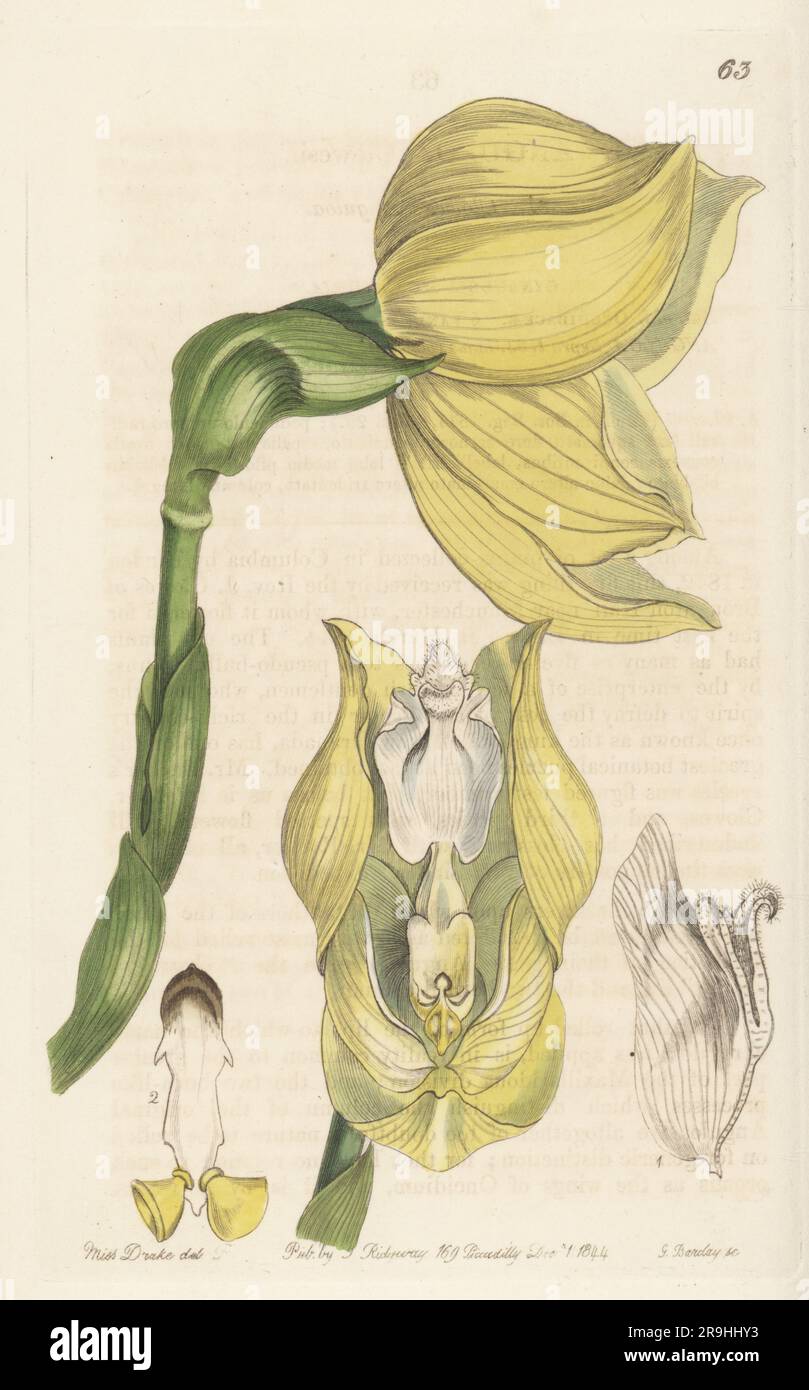 Mr. Clowes's anguloa, Anguloa clowesii. Found in Colombia by Linden, and named for orchid collector Reverend John Clowes of Broughton Hall. Handcoloured copperplate engraving by George Barclay after a botanical illustration by Sarah Drake from Edwards’ Botanical Register, continued by John Lindley, published by James Ridgway, London, 1844. Stock Photo