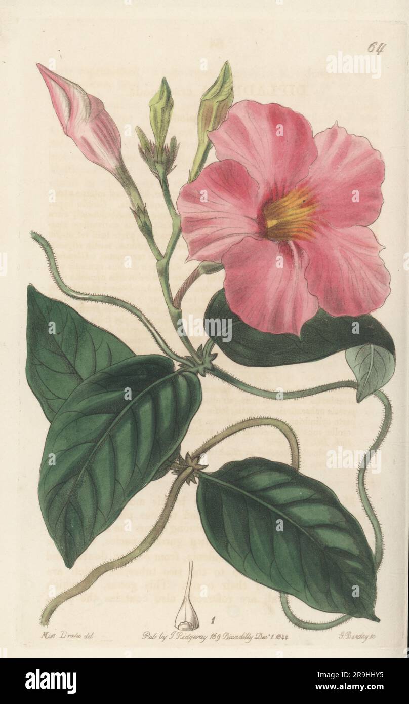 Rocktrumpet, Mandevilla martiana. Native to South America, Central America, Mexico and the West Indies. Found in the mountains of Rio de Janeiro by Mr. Gardner, and raised by R. G. Loraine of Wallington. Knob-jointed dipladenia, Dipladenia crassinoda. Handcoloured copperplate engraving by George Barclay after a botanical illustration by Sarah Drake from Edwards’ Botanical Register, continued by John Lindley, published by James Ridgway, London, 1844. Stock Photo