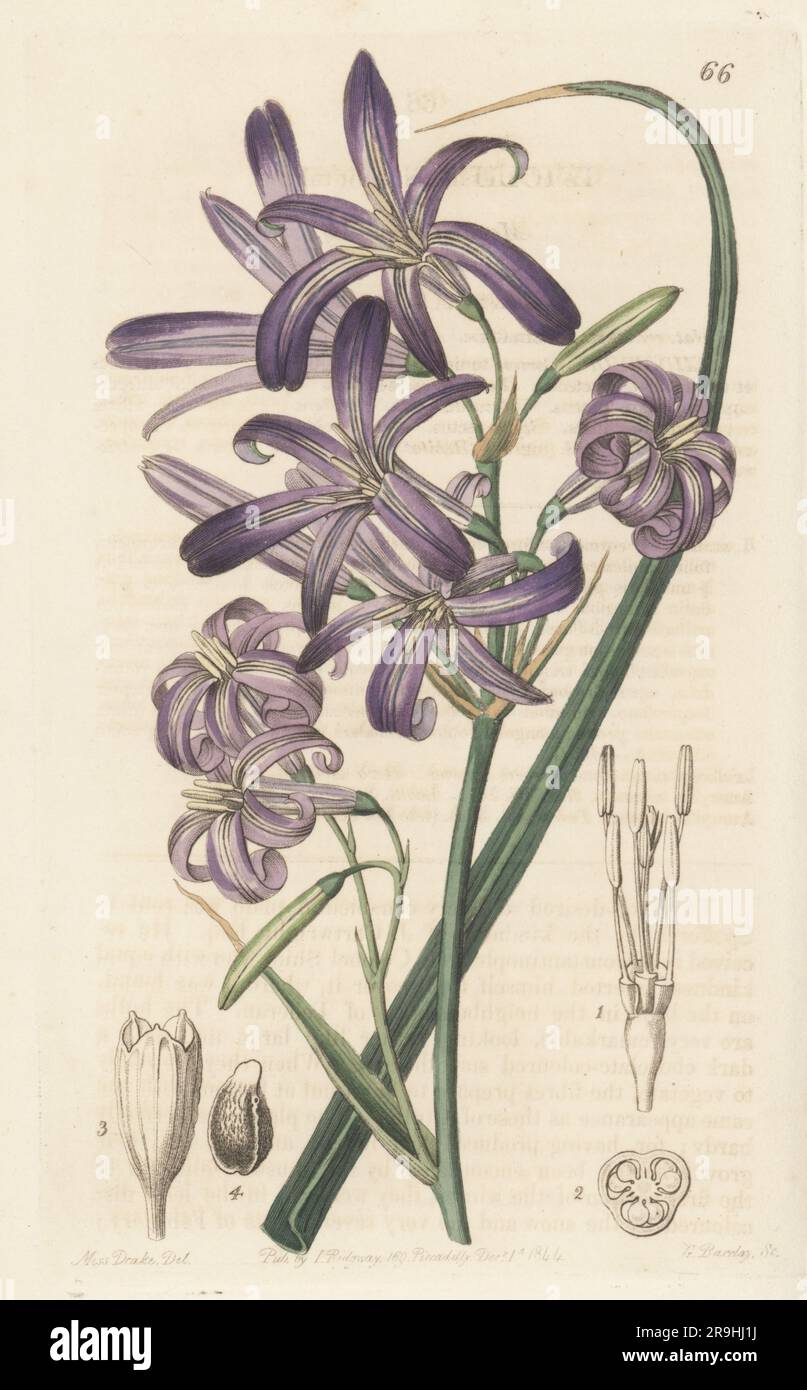 Siberian lily or lavender mountain lily, Ixiolirion tataricum. Native to central to southwest Asia. Found in the hills near Tehran, Iran, sent by J. Cartwright to Spofforth, the garden of botanist William Herbert, Dean of Manchester. Mountain ixia-lily, Ixiolirion montanum. Handcoloured copperplate engraving by George Barclay after a botanical illustration by Sarah Drake from Edwards’ Botanical Register, continued by John Lindley, published by James Ridgway, London, 1844. Stock Photo