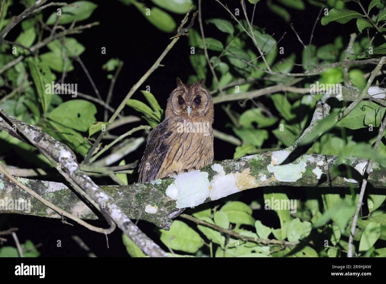 Jamaican owl (Asio grammicus) in Jamaica Stock Photo