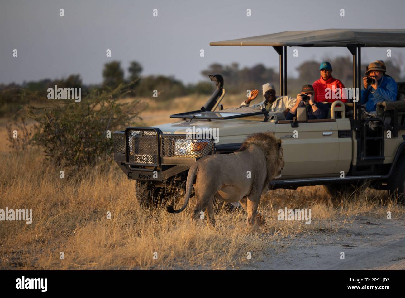 Safari tourists watching a wild lion approaching their open safari vehicle very close, Savute Chobe Nationalpark, Botswana, Africa Stock Photo