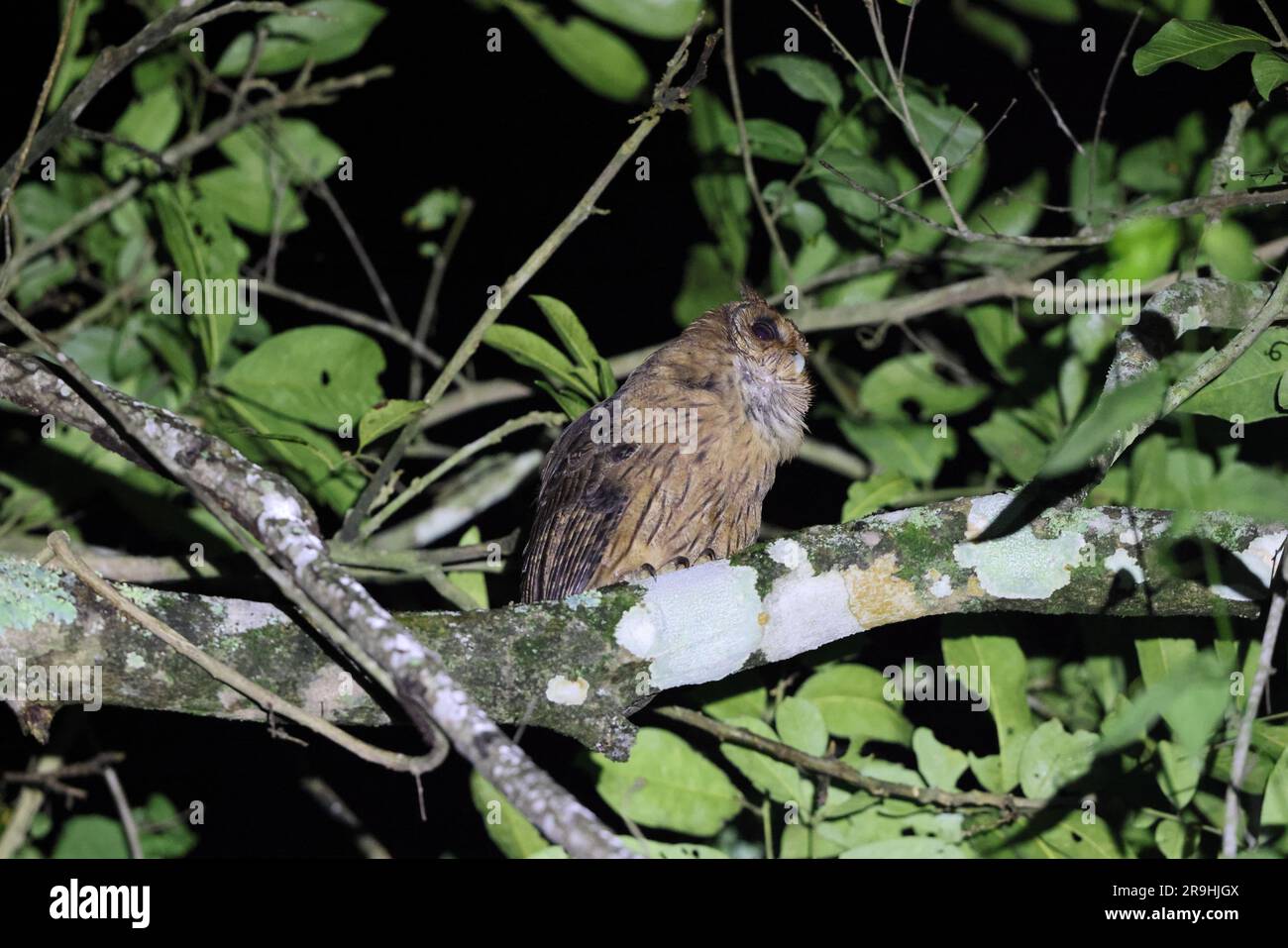 Jamaican owl (Asio grammicus) in Jamaica Stock Photo