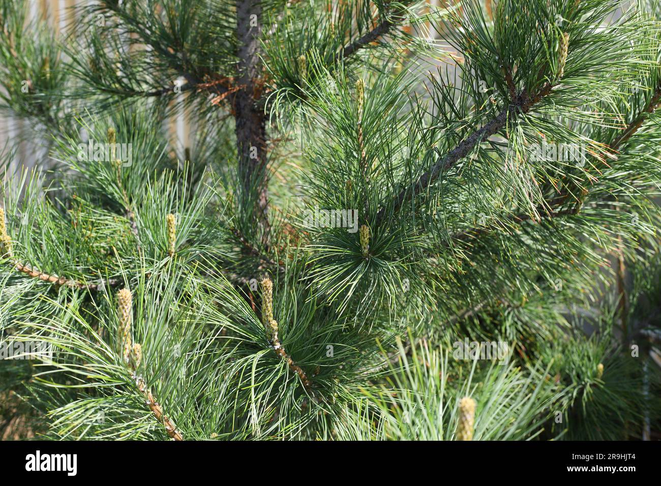 Branches of young cedar. Texture background, closeup Stock Photo Alamy
