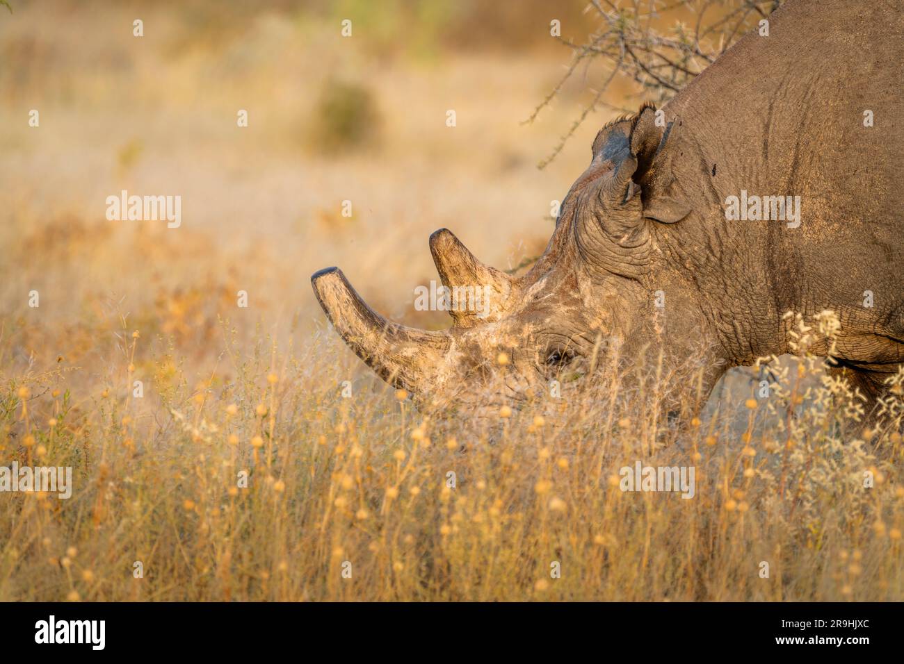 Black rhinoceros or hook-lipped rhinoceros, Diceros bicornis, closeup of the endangered species eating. Etosha National Park, Namibia, Africa Stock Photo