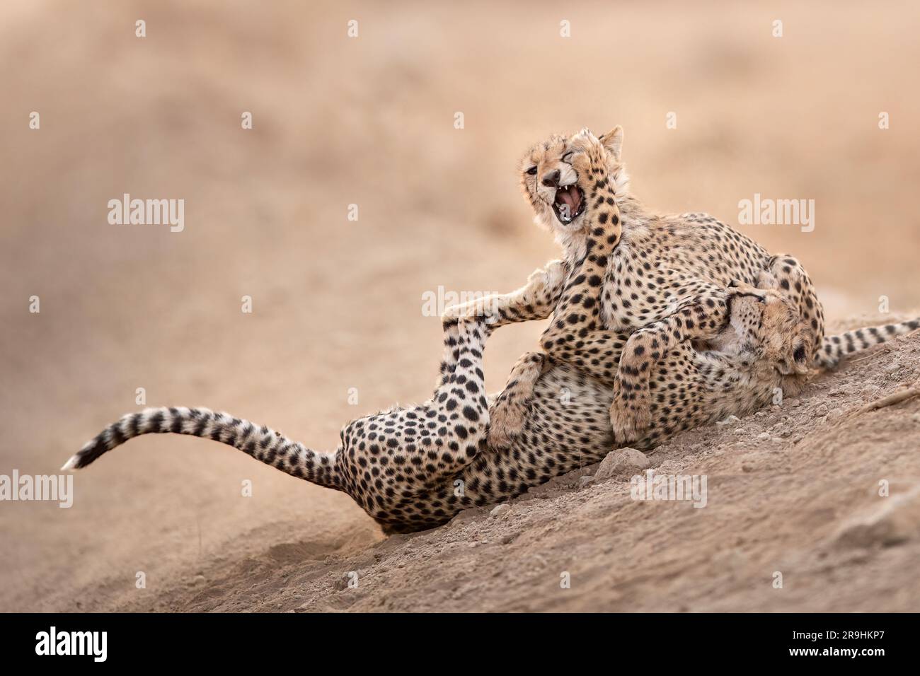 A Cheetah Punches His Brother In The Eye Amboseli National Park Kenya