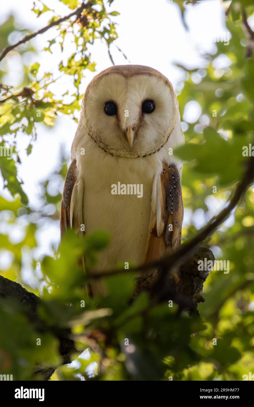 The curious barn owl of England. UK: FUNNY image from June 22 shows a barn owl spying and prying on the photographer from behind a tree.One of the ima Stock Photo