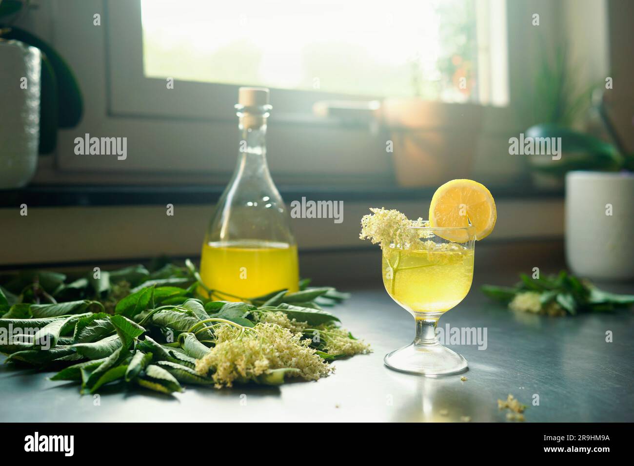 Elderflower Cordial in glass and bottle on table with ingredients. Lemony floral refreshing drink. Front view Stock Photo