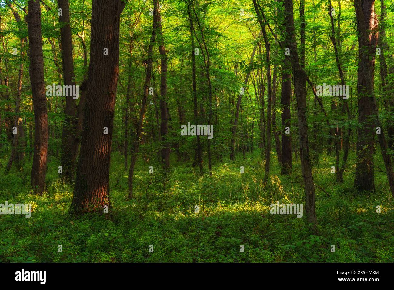 Green early summer forest hi-res stock photography and images - Alamy