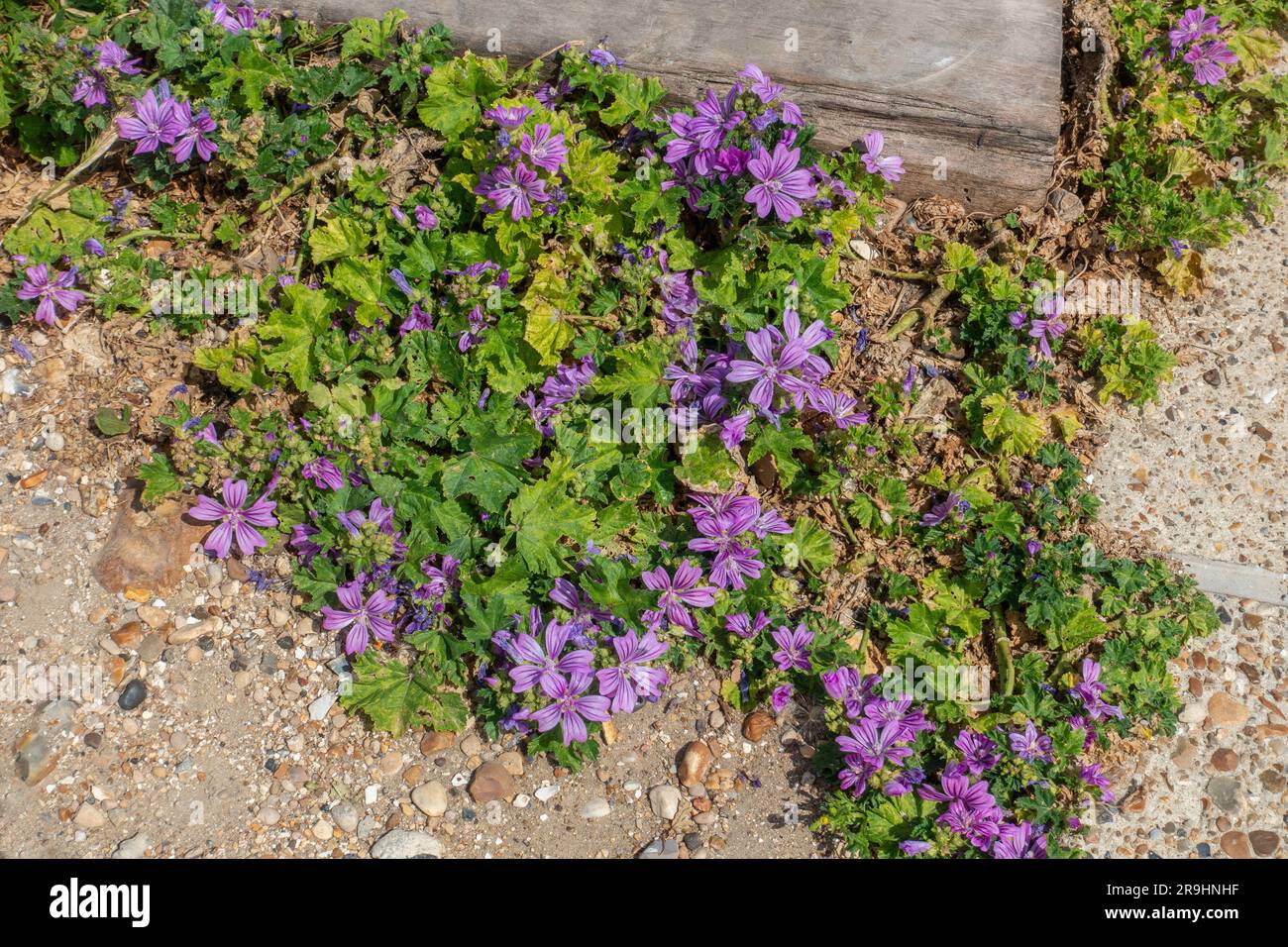 Coastal,Plant,Purple,Geranium,Growing on Kent beach Stock Photo