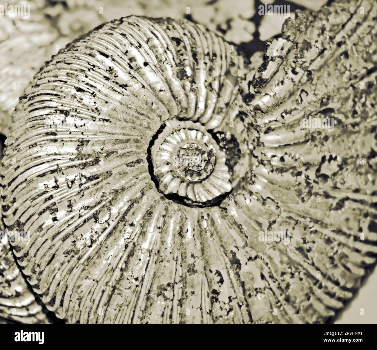 fossilized ammonite background Stock Photo