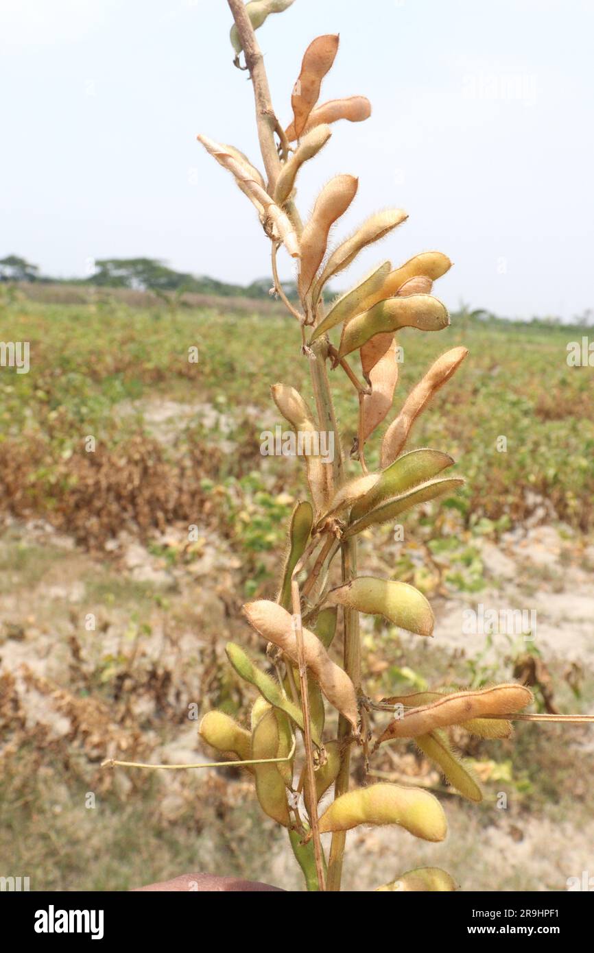 ripe soybean on tree in farm for oil harvesting are cash crops Stock