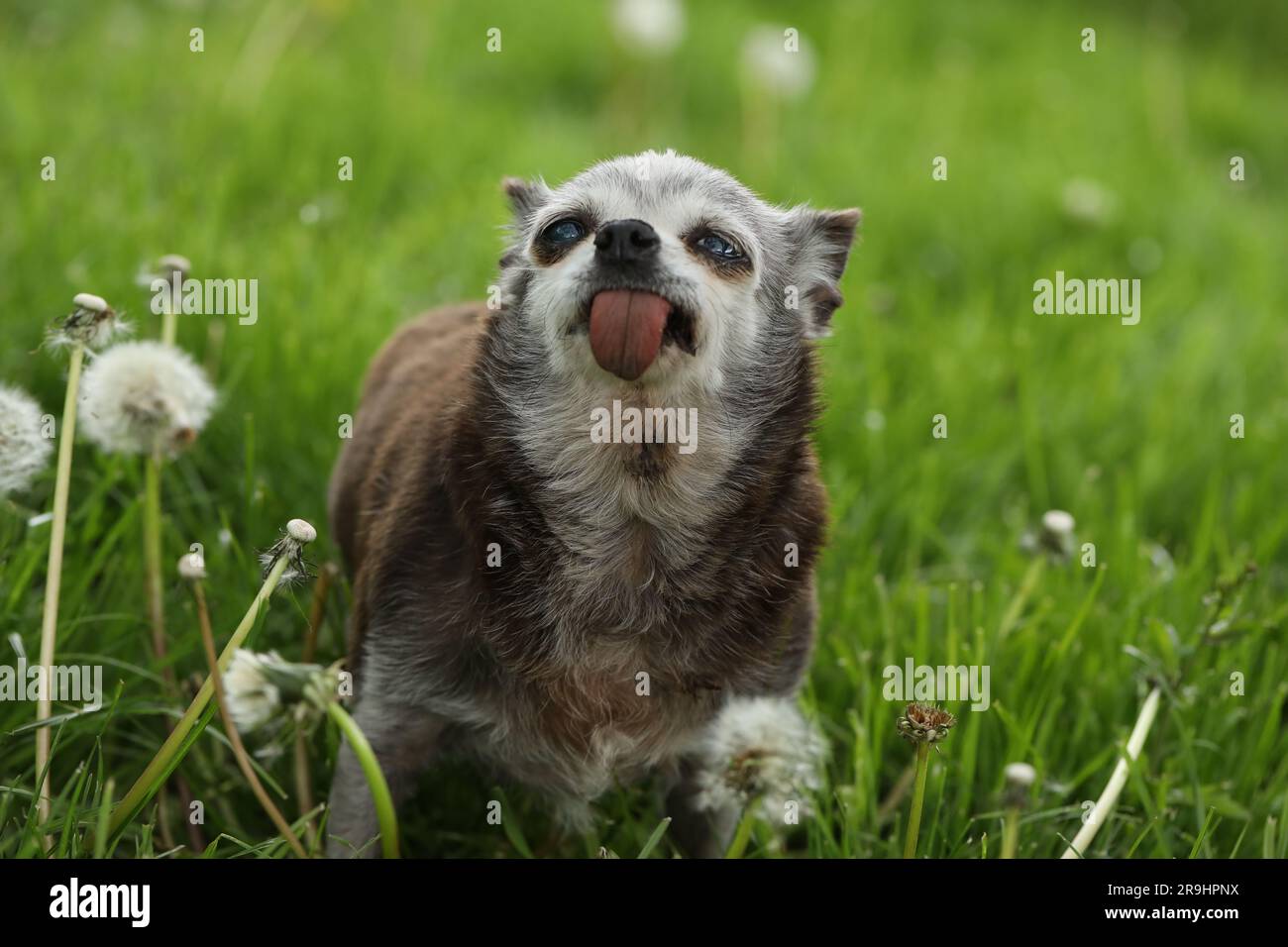 very old grey-haired cute dog of chihuahua breed Stock Photo - Alamy