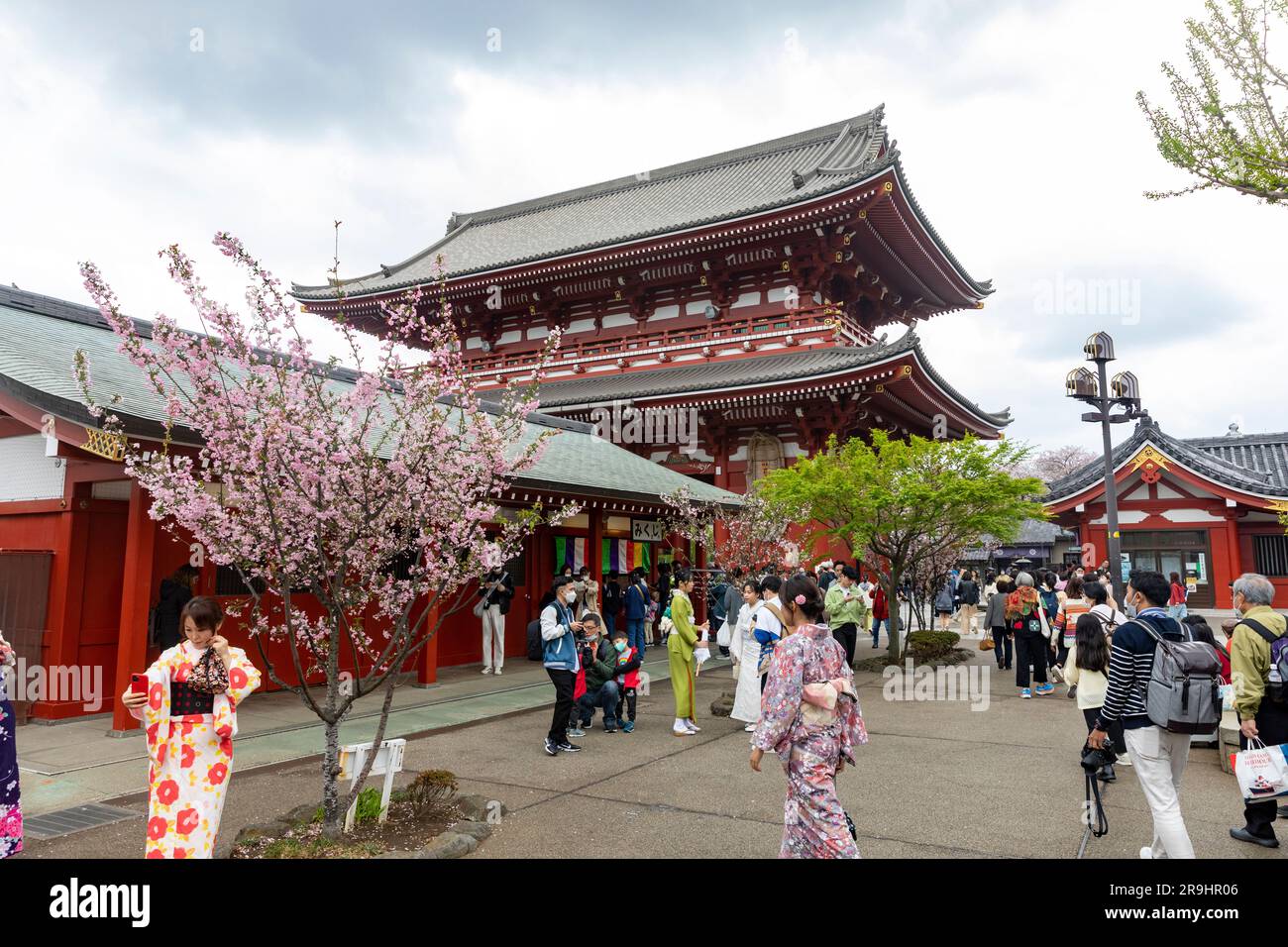 Tokyo, Japanese girls women in traditional kimono dress pose for photos at Senso-ji temple cherry blossom season, 2023,Japan,Asia Stock Photo