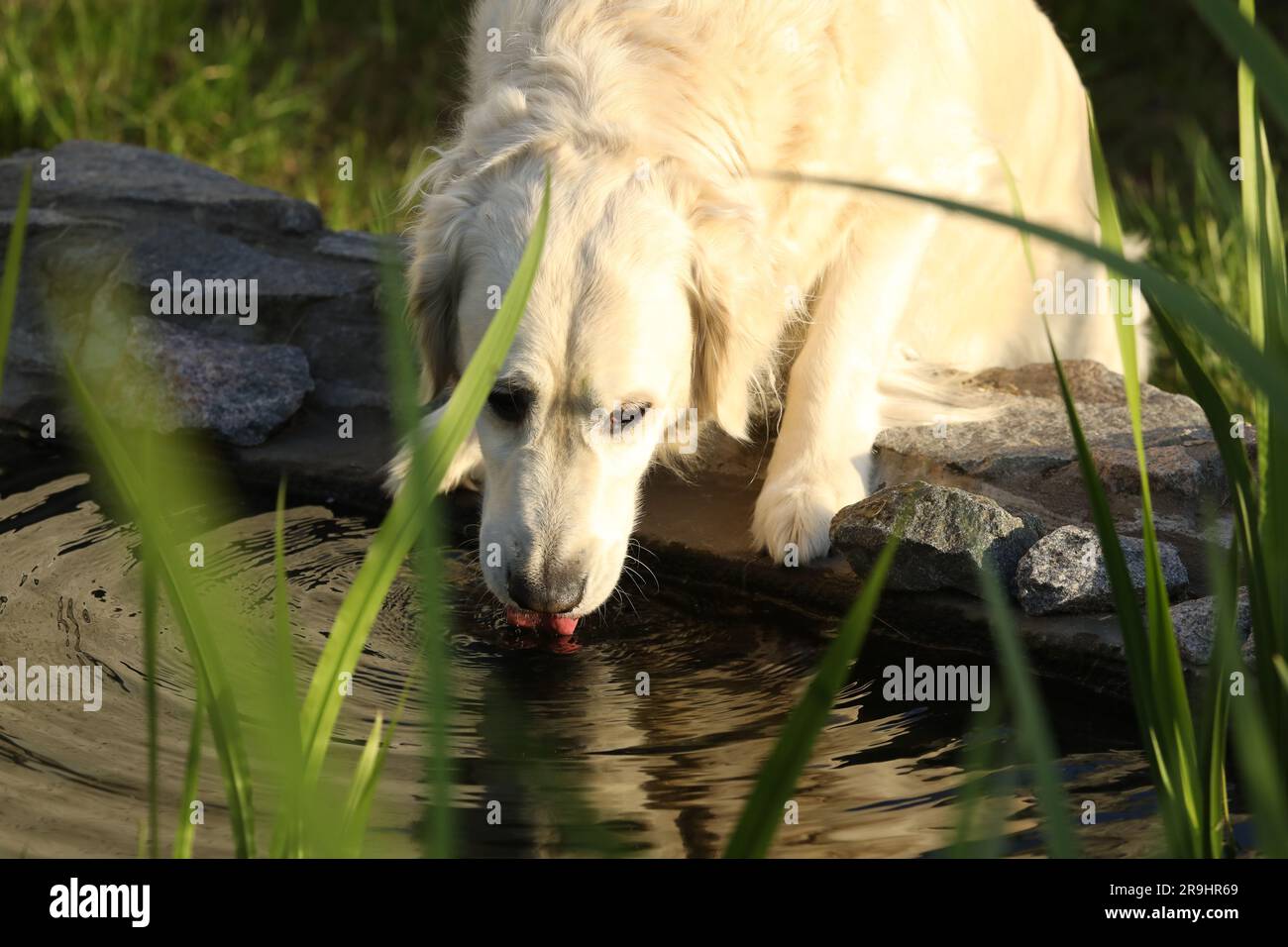 beautiful golden retriever drinks water outdoor Stock Photo Alamy