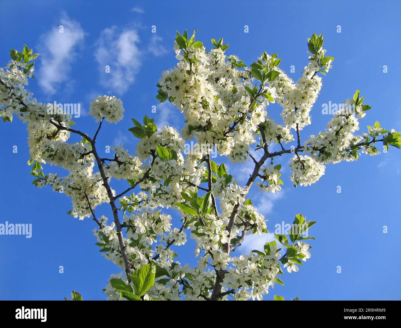 Branches of blossoming tree with white flowers on blue sky background ...