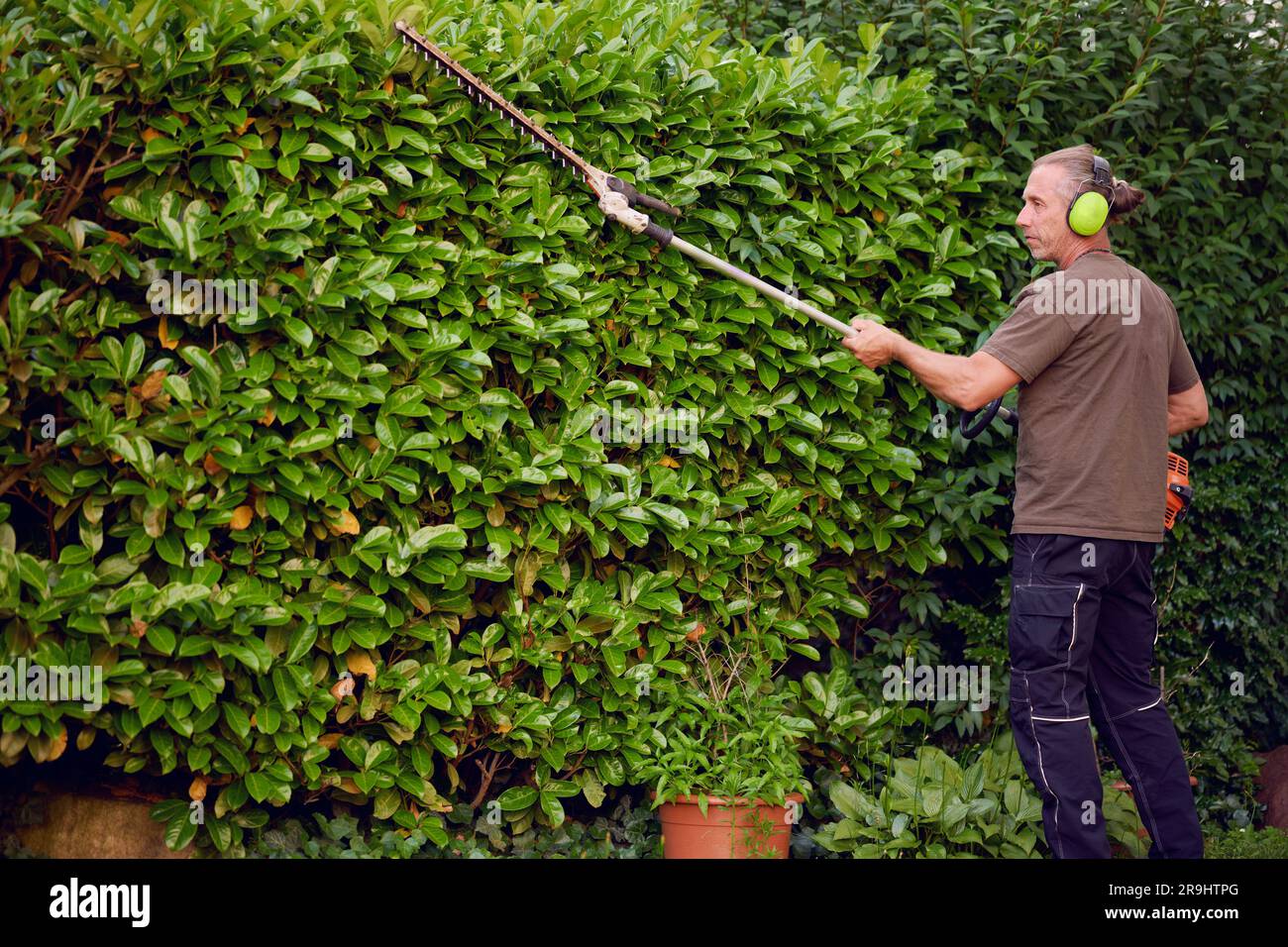 Gardener trimming a hedgerow using a hedge trimmer in the garden of a customer with earmuffs on for protection Stock Photo