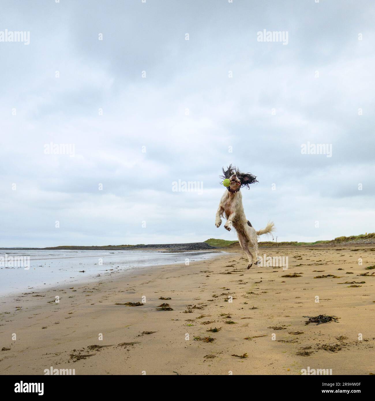 Springer Spaniel dog jumping for and catching a ball on a beach Stock Photo