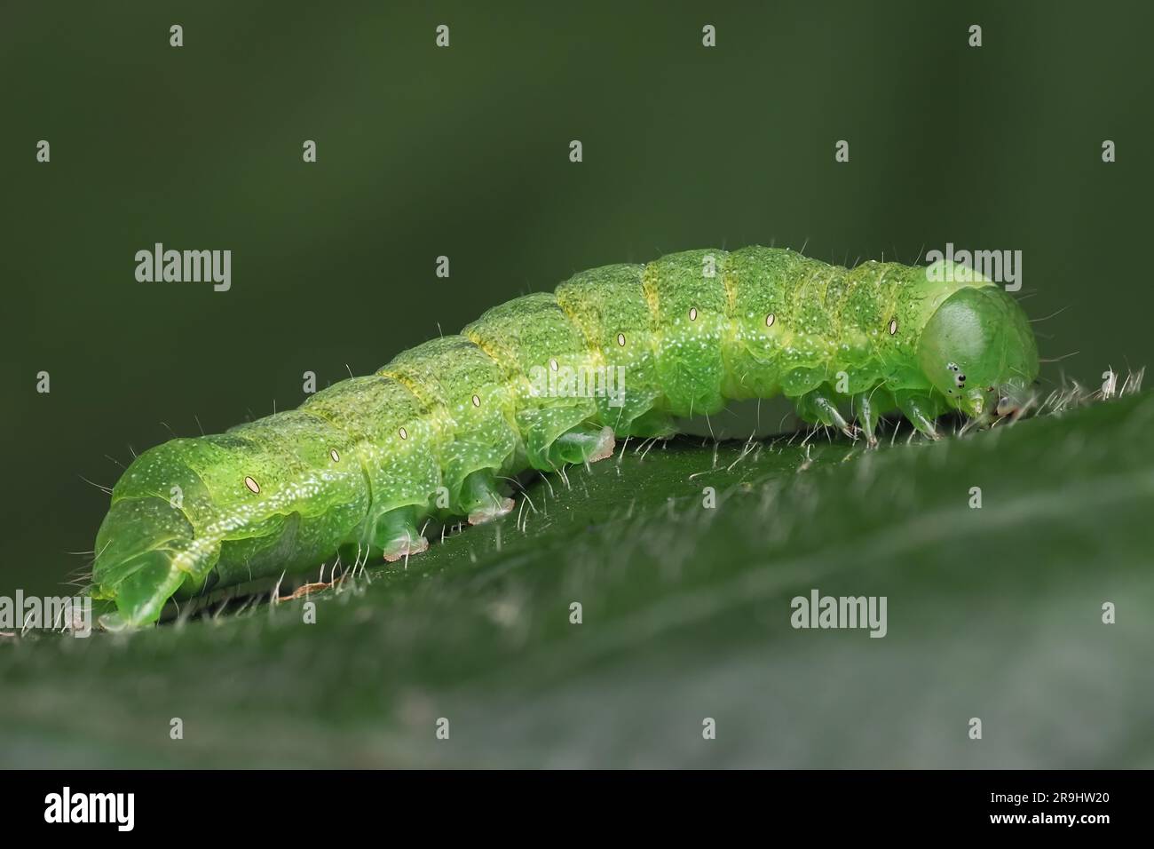 Angle Shades moth caterpillar (Phlogophora meticulosa) resting on