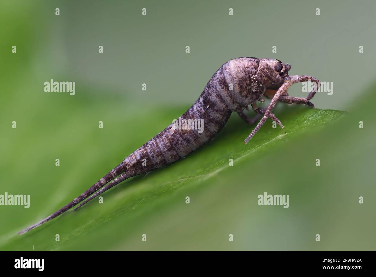 Dilta sp Bristletail on ivy. Tipperary, Ireland Stock Photo