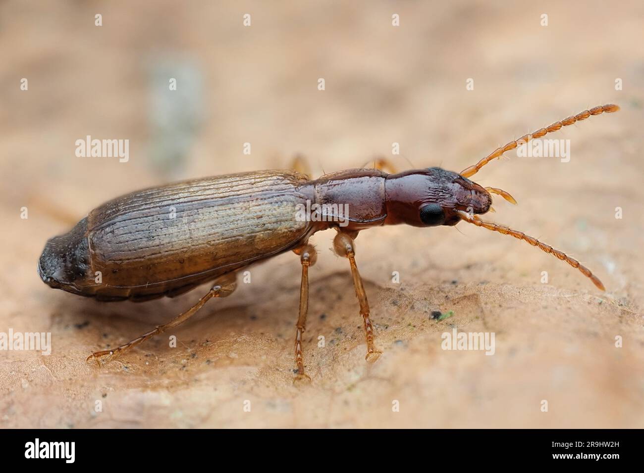 Paradromius linearis ground beetle. Tipperary, Ireland Stock Photo