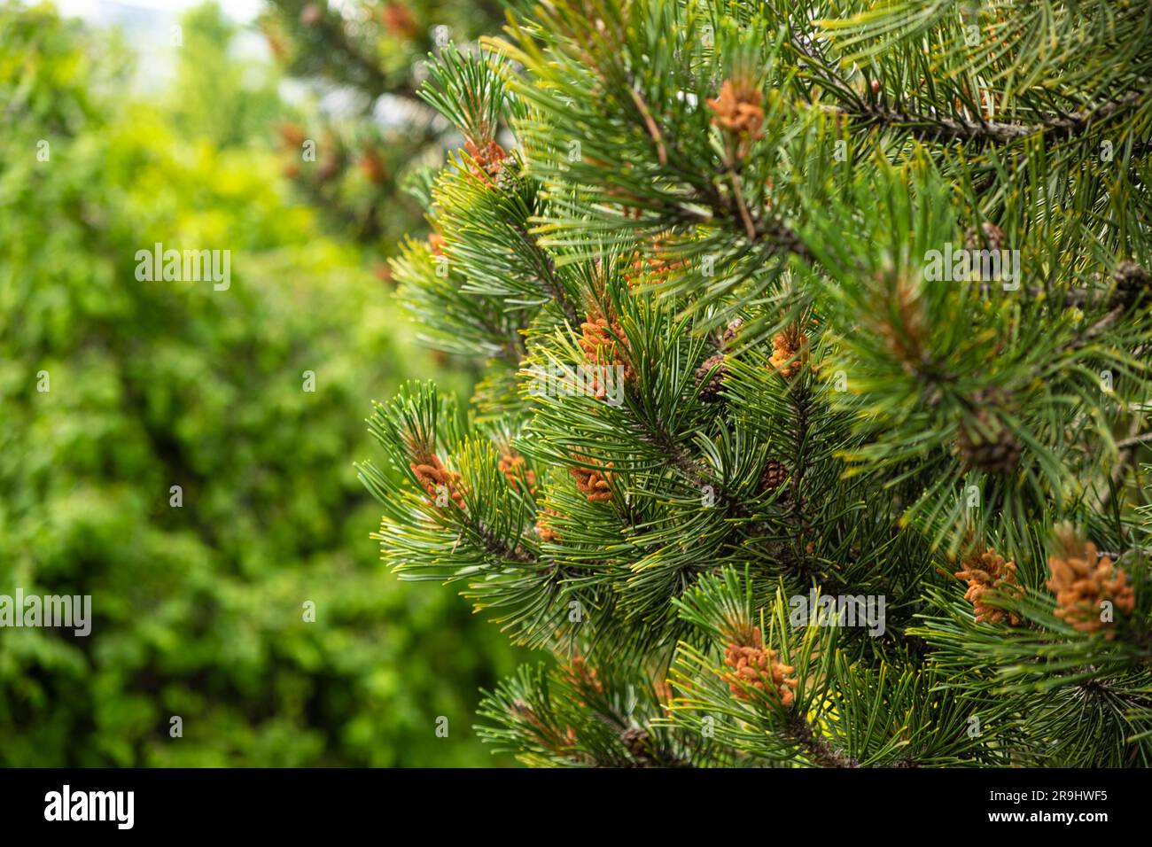 Fir tree branches cones hi-res stock photography and images - Alamy