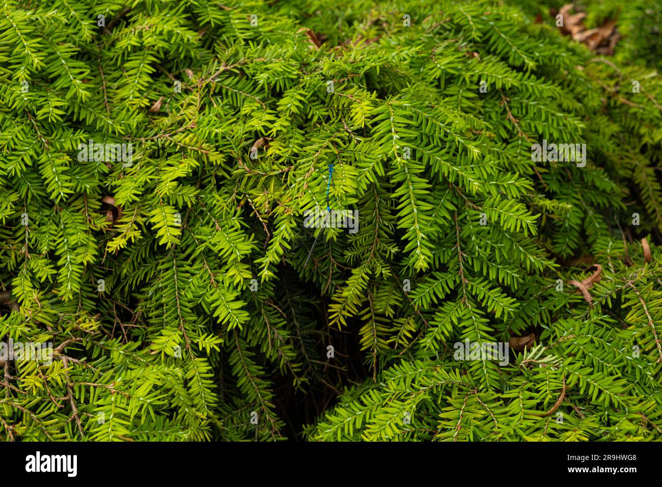 A dragonfly sits on the branches of a Canadian yew. Stock Photo