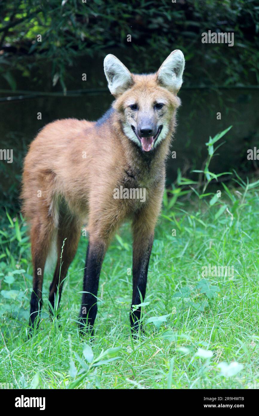 Maned Wolf Stock Photo