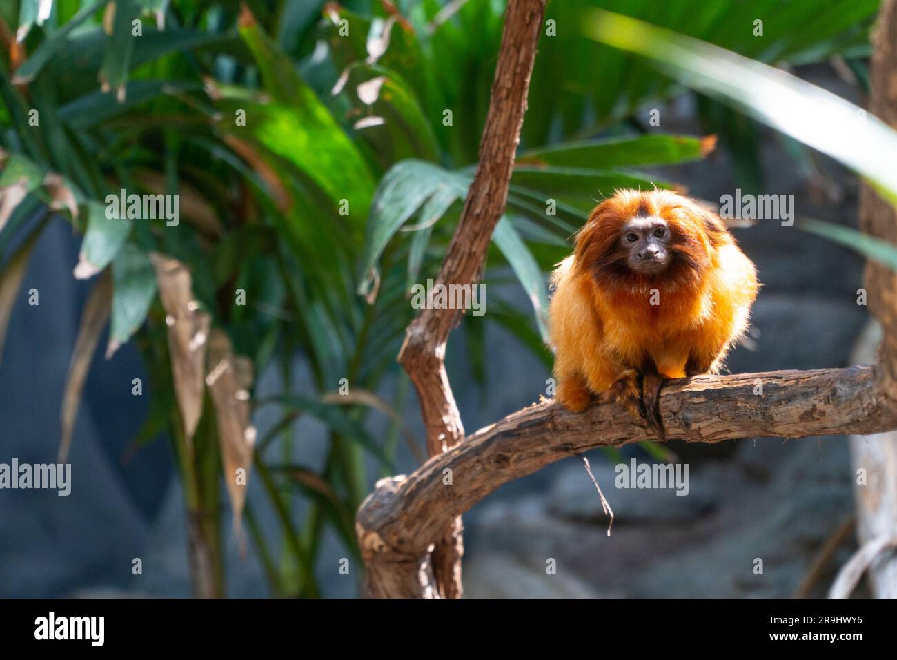 Golden Lion Tamarin Stock Photo - Alamy