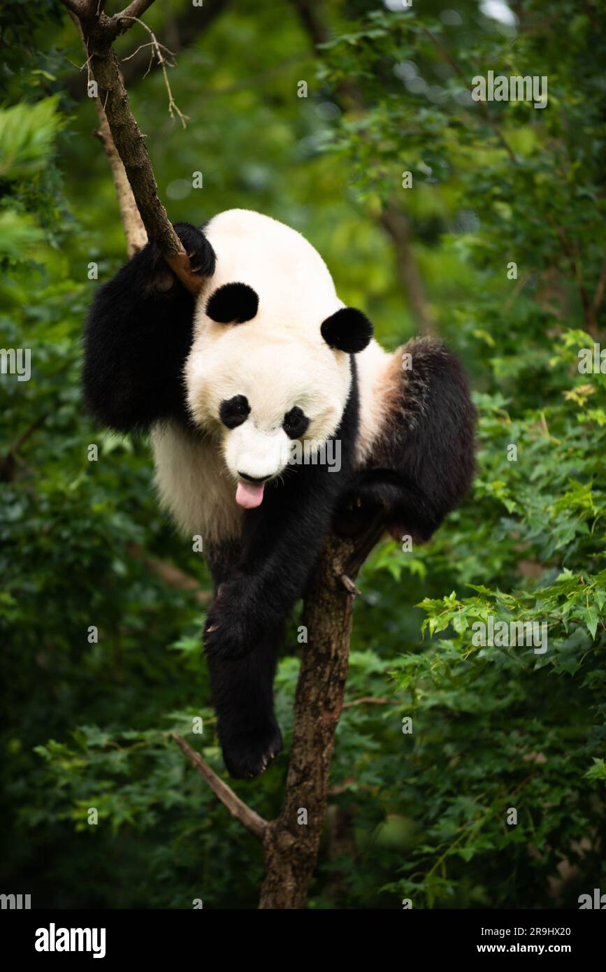 Giant Panda Bei Bei in a tree in 2019. Bei Bei turned 4 years old Aug. 22, 2019, and he departed the Zoo for China Nov. 19, 2019 as part of a cooperat Stock Photo