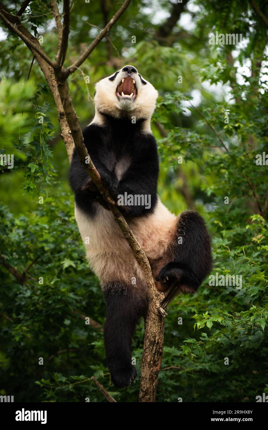 Giant Panda Bei Bei in a tree in 2019. Bei Bei turned 4 years old Aug. 22, 2019, and he departed the Zoo for China Nov. 19, 2019 as part of a cooperat Stock Photo