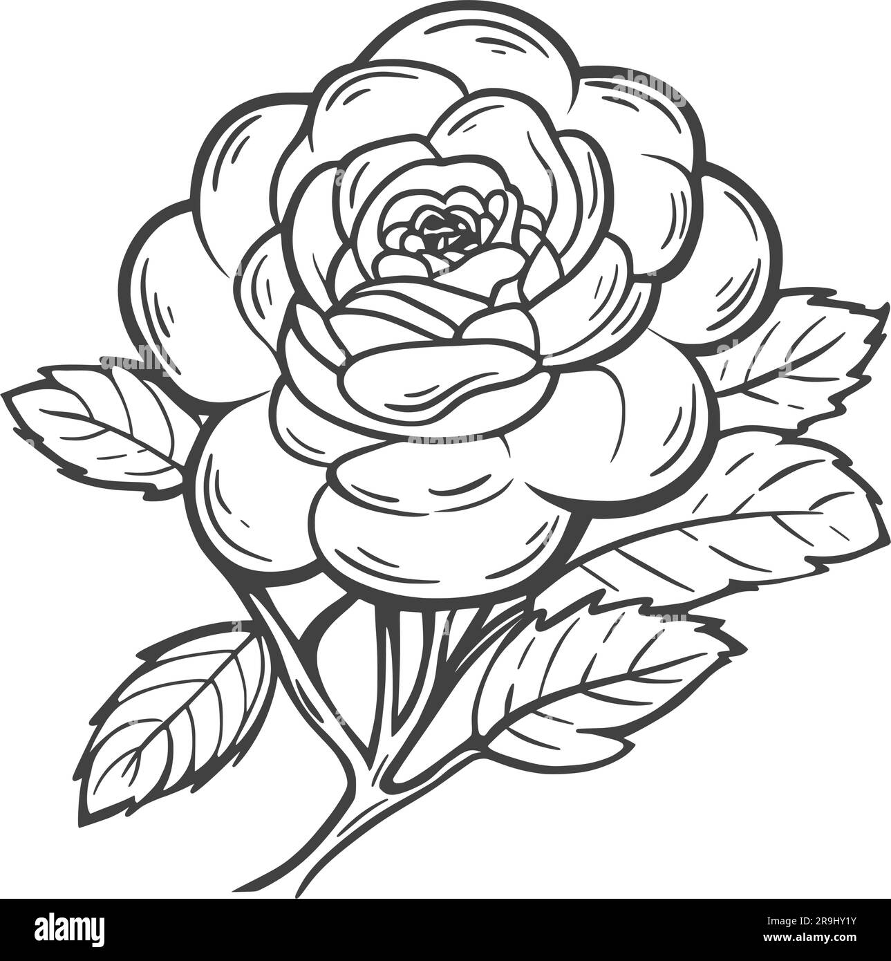 Lush peony flower ink sketch. Beautiful blossoming petals lonely rose. Hand drawn black sketch of blossom, isolated on white background, vector Stock Vector