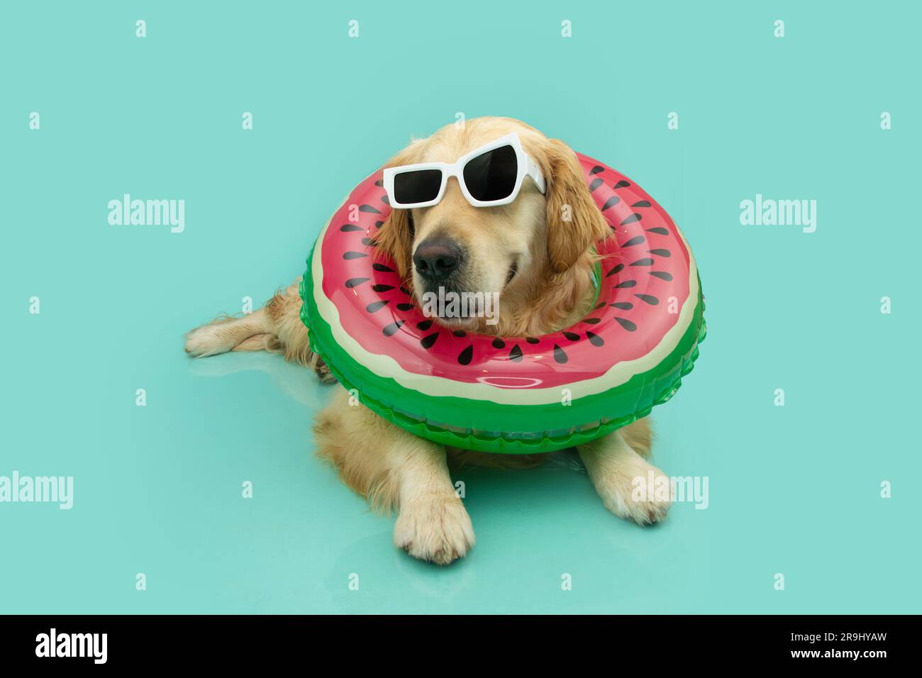 Portrait summer labrador retriever dog lying down inside of a watermelon inflatable ring. Isolated on blue background Stock Photo