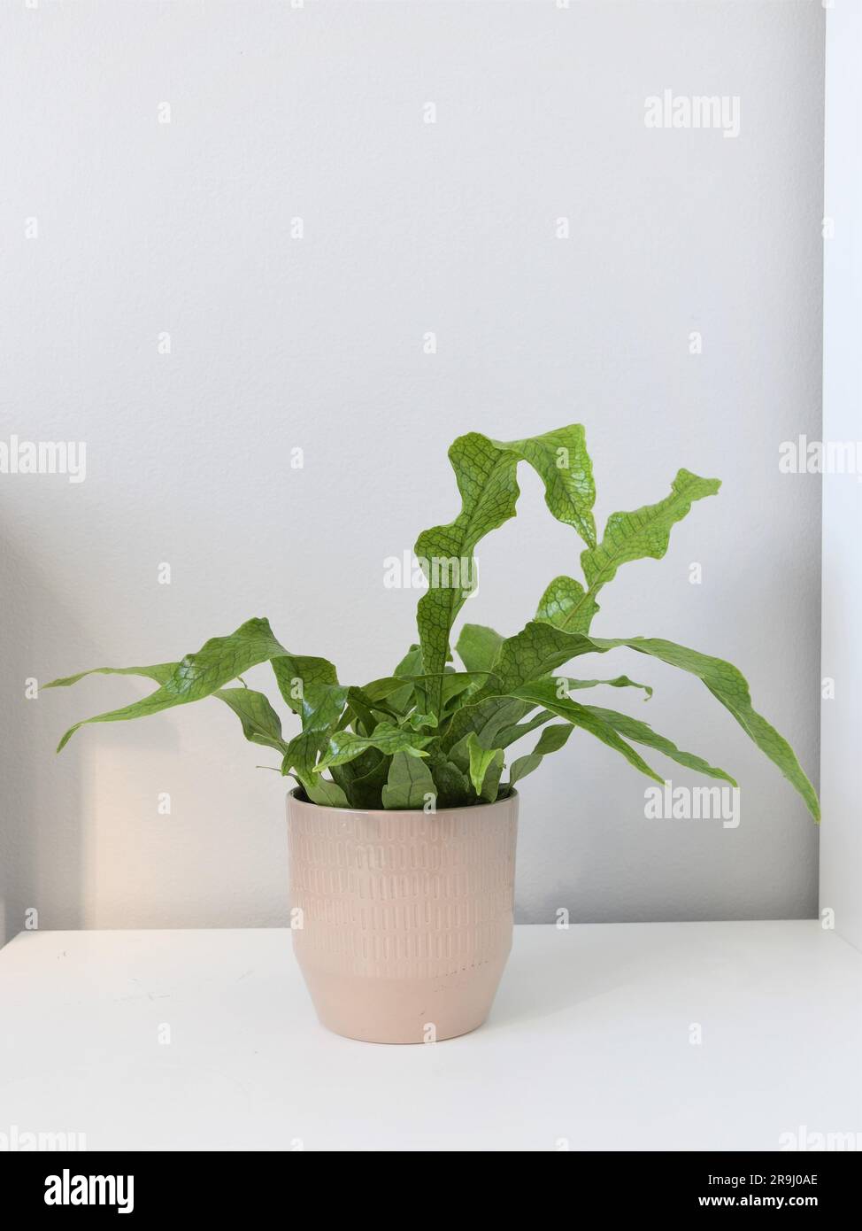Crocodile fern (Microsorum musifolium) houseplant with a crocodile scale pattern on its leaves. Green fronds in a gray pot, isolated against white. Stock Photo