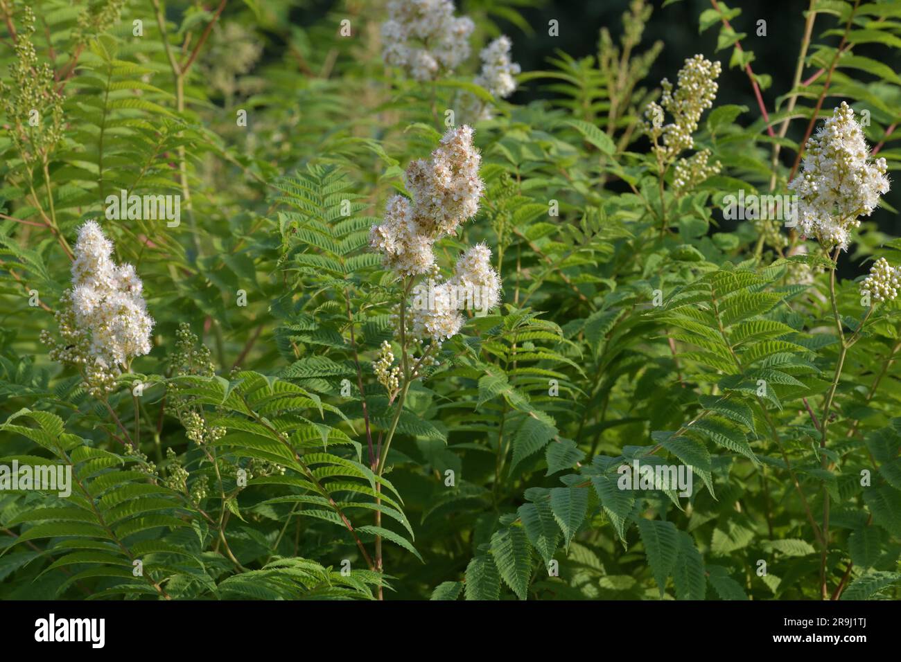 Sorbaria sorbifolia leaves shrub hi-res stock photography and images ...