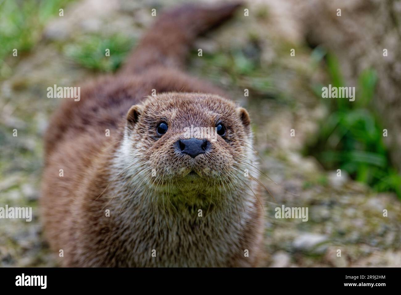 Eurasian Otter (Lutra lutra) Juvenile 5 months old dry coat. Stock Photo
