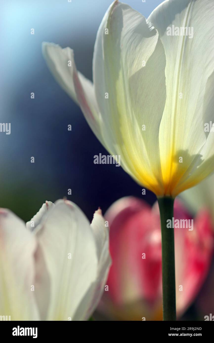 Close-up image of a single Tulipa Purissima with broad pure white elongated petals & a creamy base. Also known as White Emperor.  Fosteriana group. Stock Photo