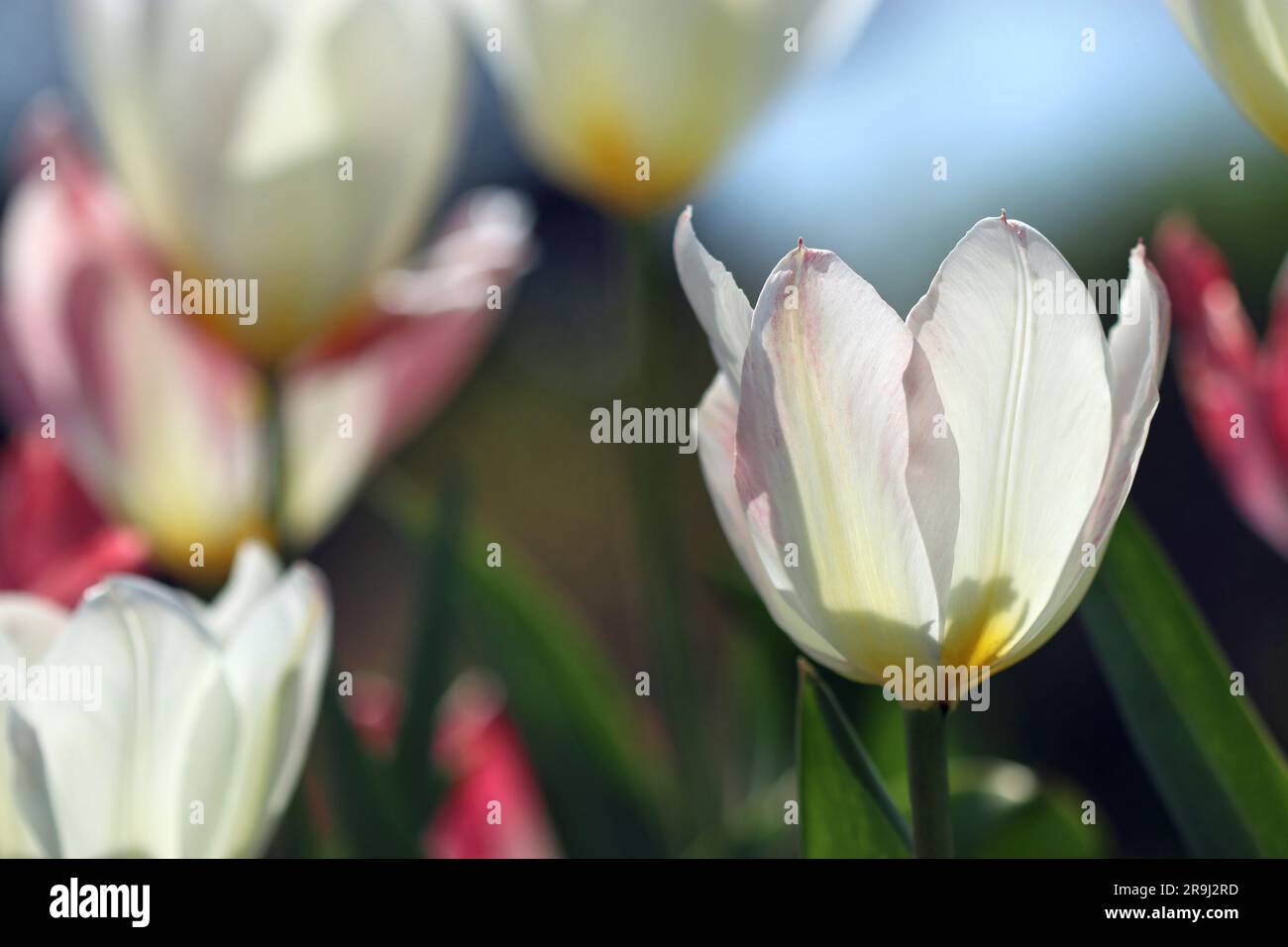 Close-up of a Tulipa Purissima flower in bright sunlight with broad pure white petals turning palest pink with a creamy base. Fosteriana group. Stock Photo