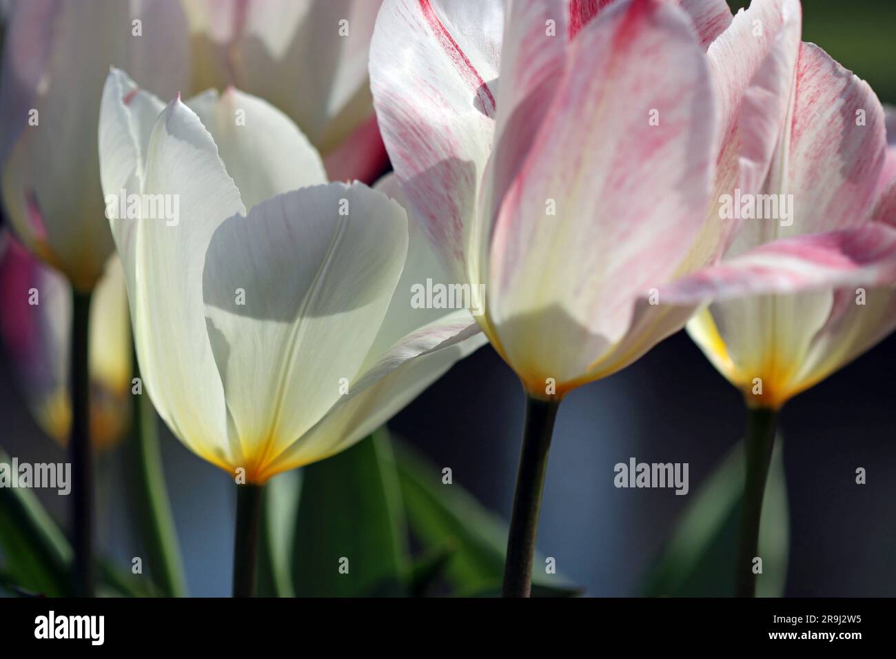 Close-up of a Tulipa Purissima flower with broad pure white petals and a creamy base. Also showing Tulipa Flaming Purissima. Bright April sunlight Stock Photo