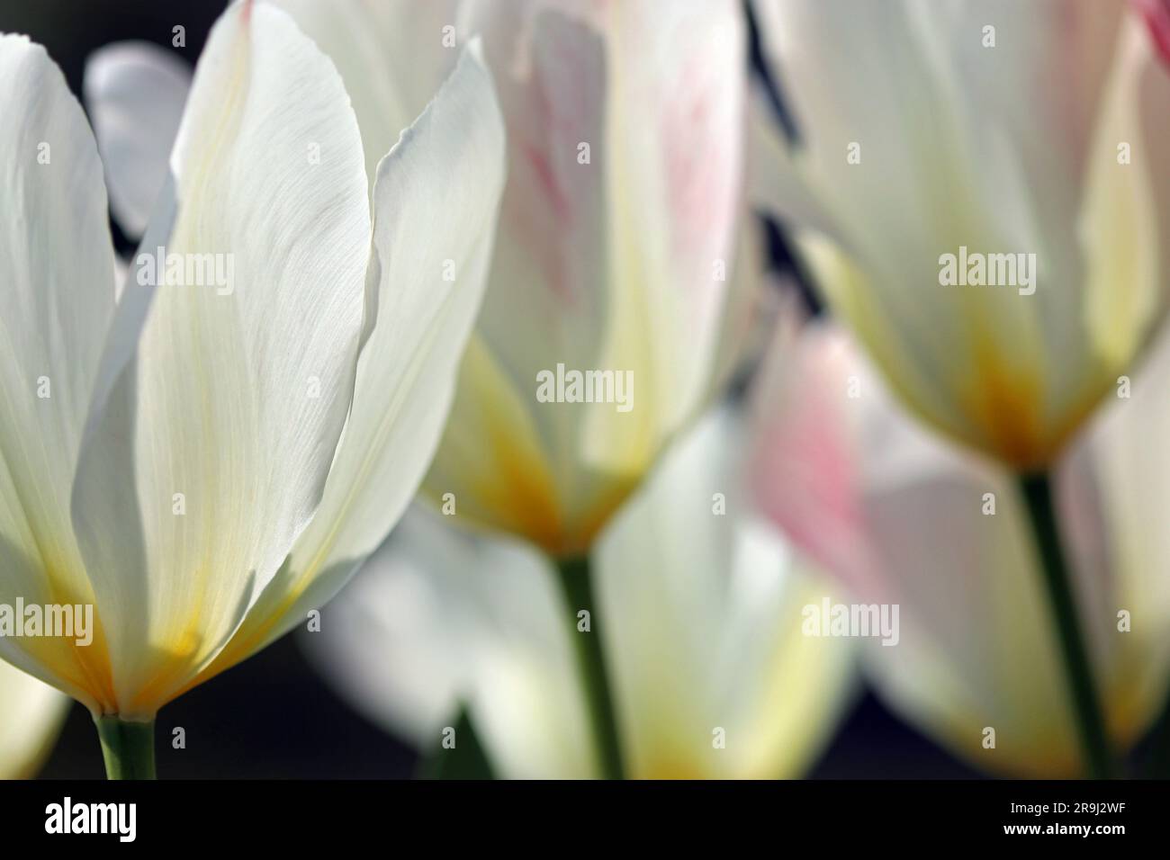 Close-up of a group of Tulipa Purissima flowers with broad pure white elongated petals & creamy base. Also called White Emperor. Fosteriana group. Stock Photo