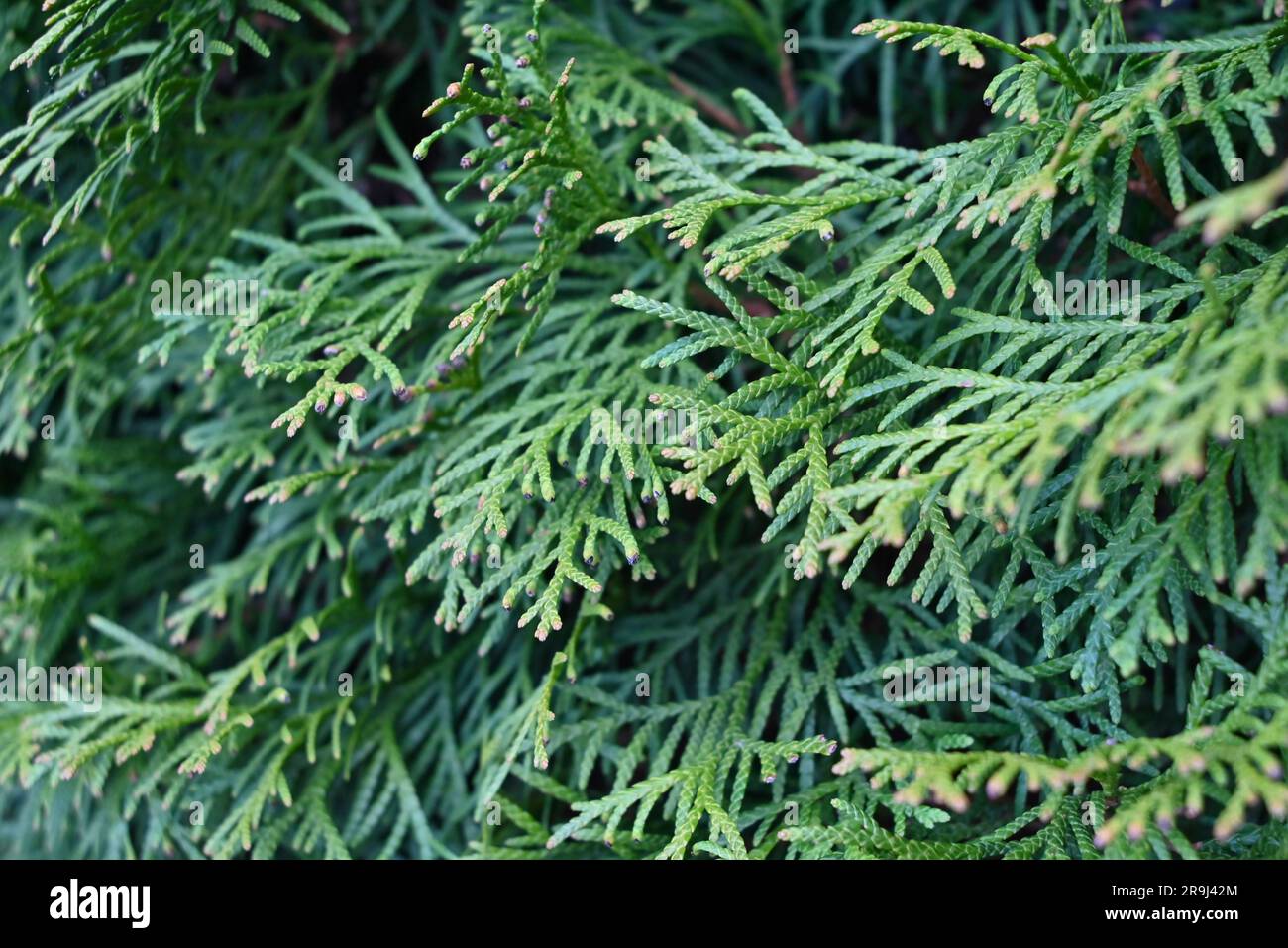 Larch leaves close up hi-res stock photography and images - Alamy